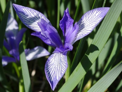Ma Lin Zi