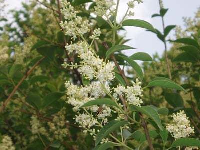 Nu Zhen Zi