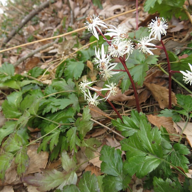 Coptis japonica