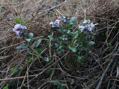 Physochlaina physaloides