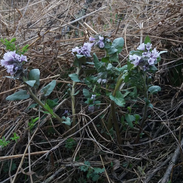 Physochlaina physaloides