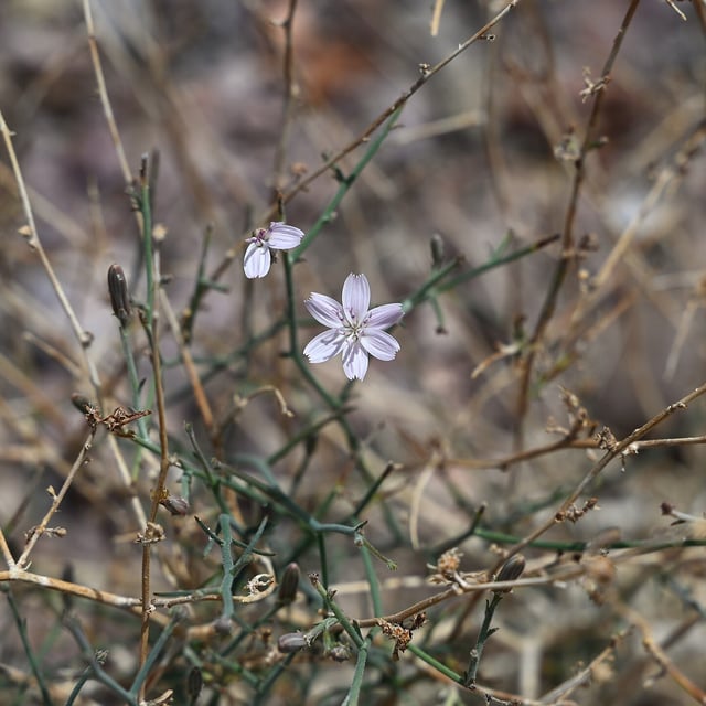 Stephanomeria pauciflora