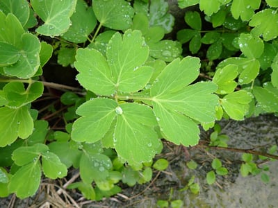 Peucedanum japonicum
