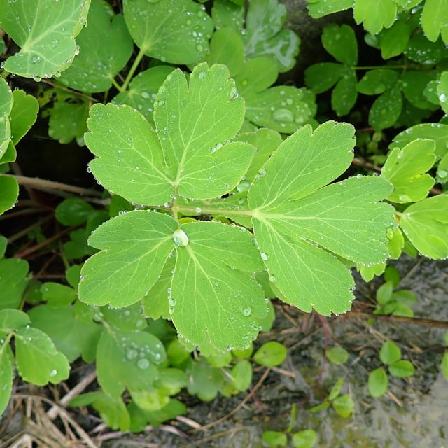 Peucedanum japonicum