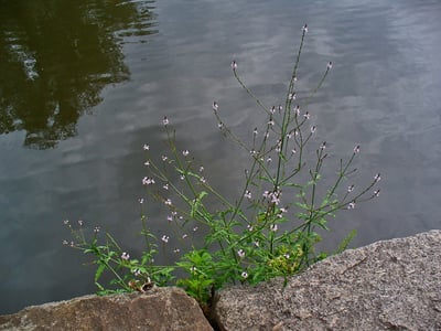 Ma Bian Cao