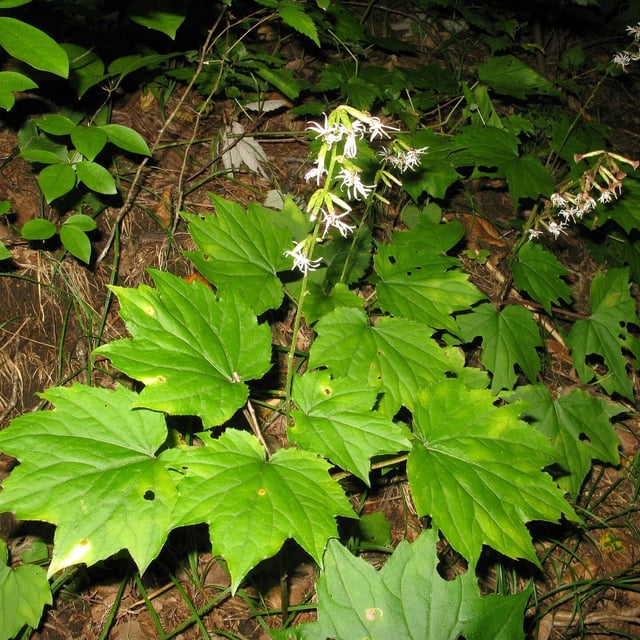 Ainsliaea acerifolia