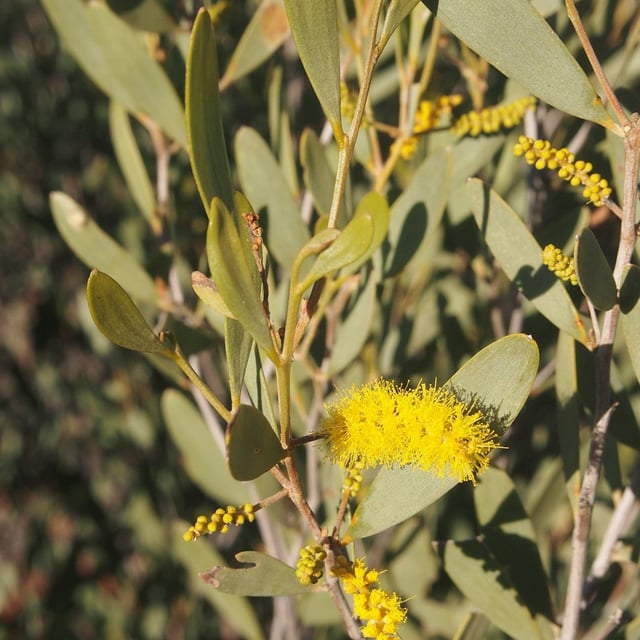 Acacia kempeana