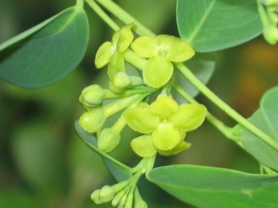 Pu Yin