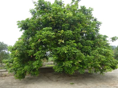 Long Yan Hua