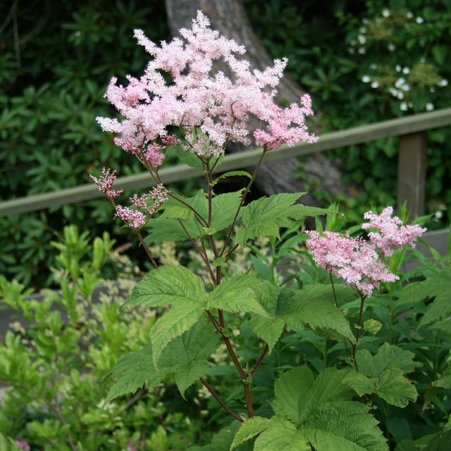 Filipendula glaberrima