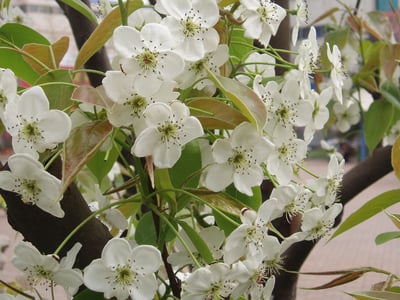 Li Pi