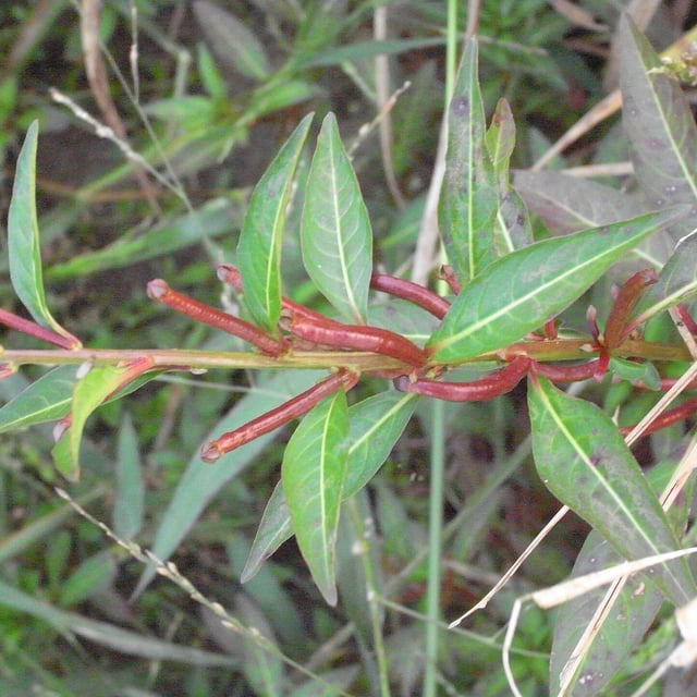 Shui Ding Xiang