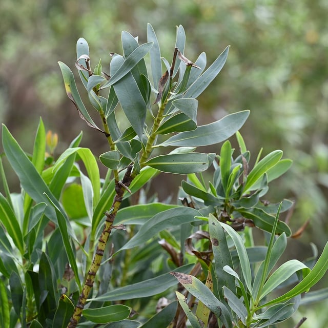 Bupleurum gibraltaricum