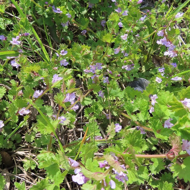 Glechoma grandis