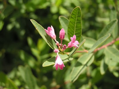 Luo Bu Ma