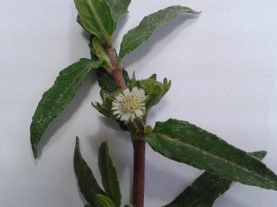 Mo Han Lian (Cao)