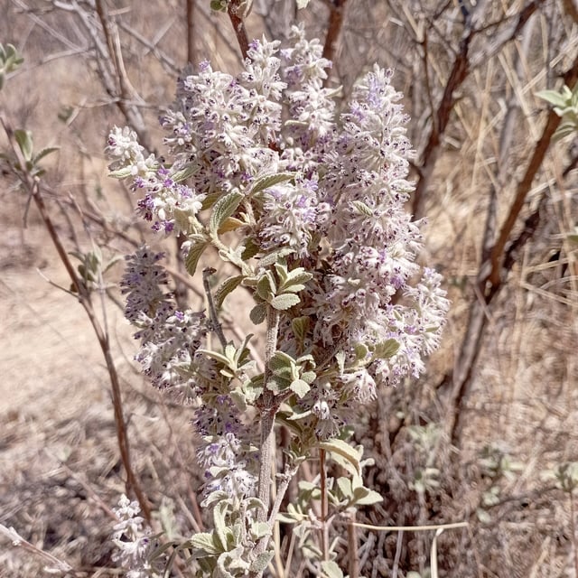 Condea albida
