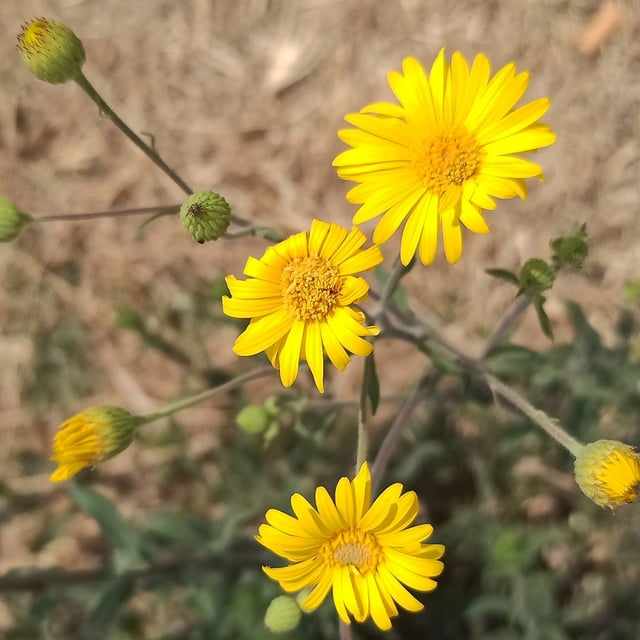 Heterotheca inuloides