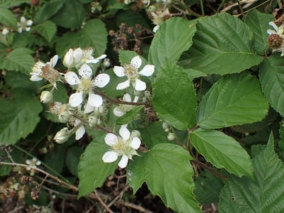 Rubus gremlii