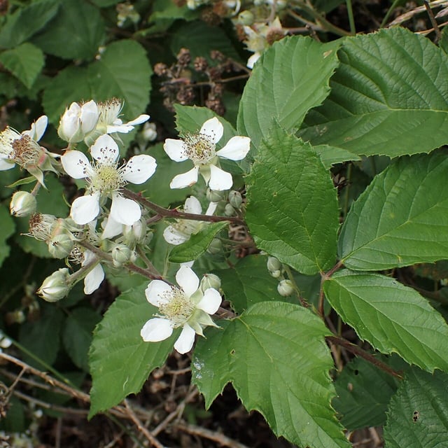 Rubus gremlii
