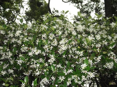 Luo Shi Teng