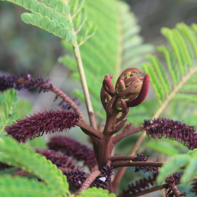 Stryphnodendron polyphyllum