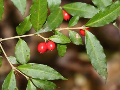 Hu Ci
