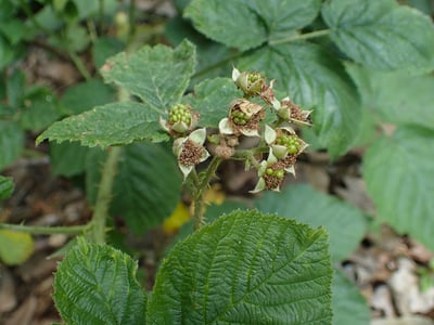 Rubus fabrimontanus