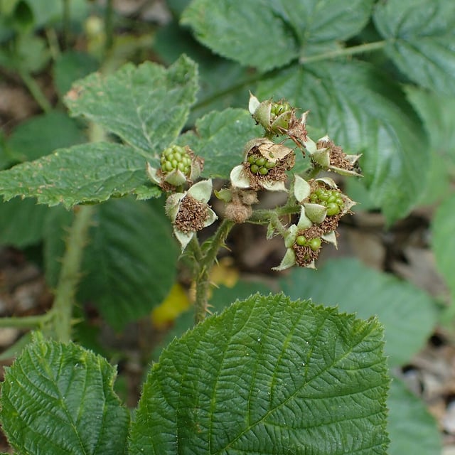 Rubus fabrimontanus