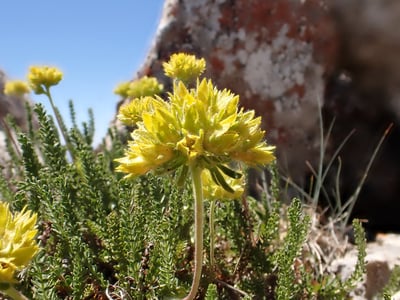 Ivesia gordonii