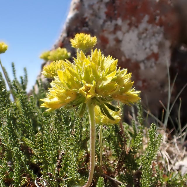 Ivesia gordonii