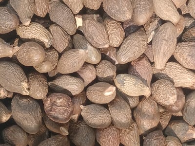 Pang Da Hai