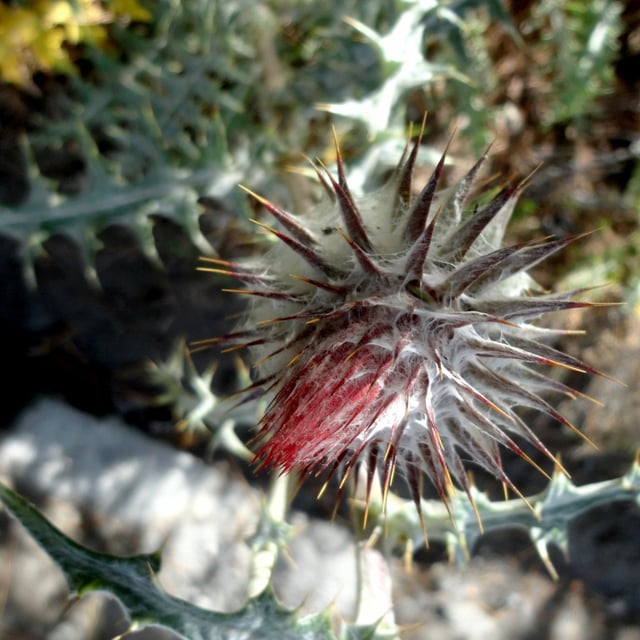 Cirsium ehrenbergii
