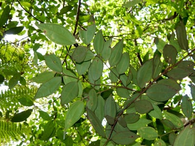 Rhodamnia rubescens