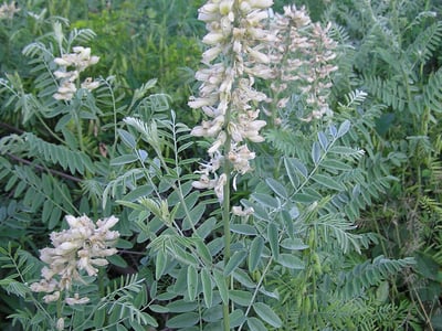Ku Dou Zi