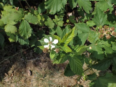 Rubus constrictus
