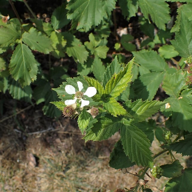 Rubus constrictus