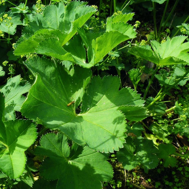 Alchemilla cymatophylla