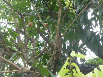 Long Yan Rou