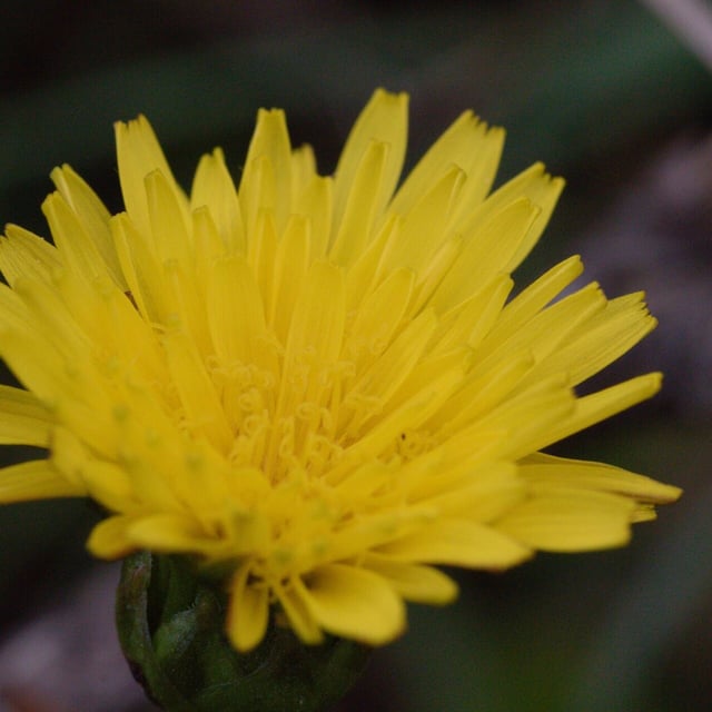 Taraxacum balticum