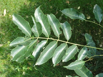 Huang Bai