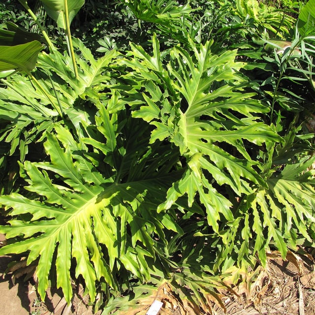 Thaumatophyllum bipinnatifidum