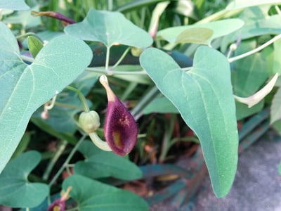 Qing Mu Xiang