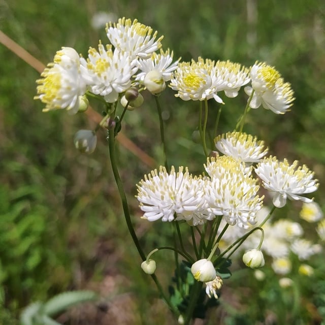 Thalictrum petaloideum