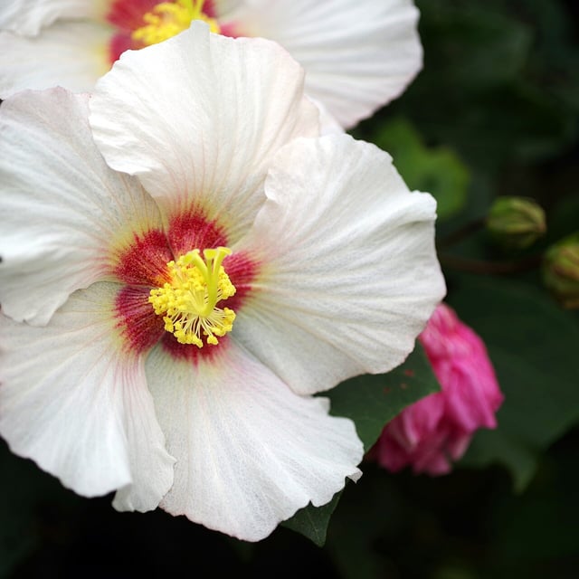 Hibiscus taiwanensis