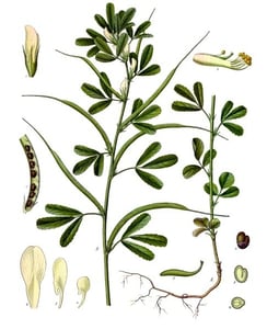 Hu Lu Ba