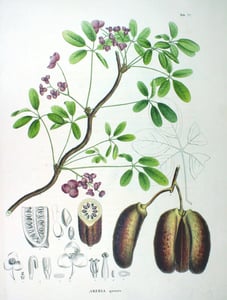 Mu Tong