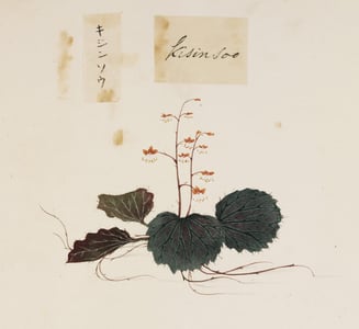 Hu Er Cao