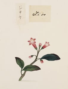 Sheng Di Huang