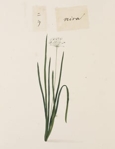 Jiu Cai Zi